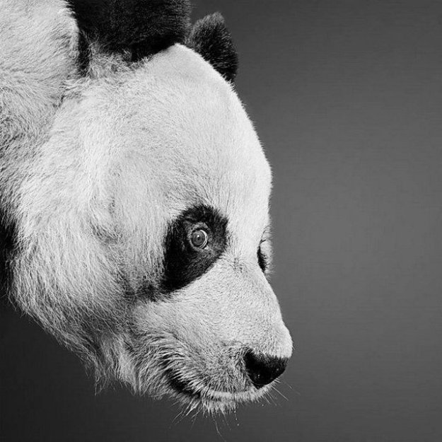 Черно-белые фотографии животных