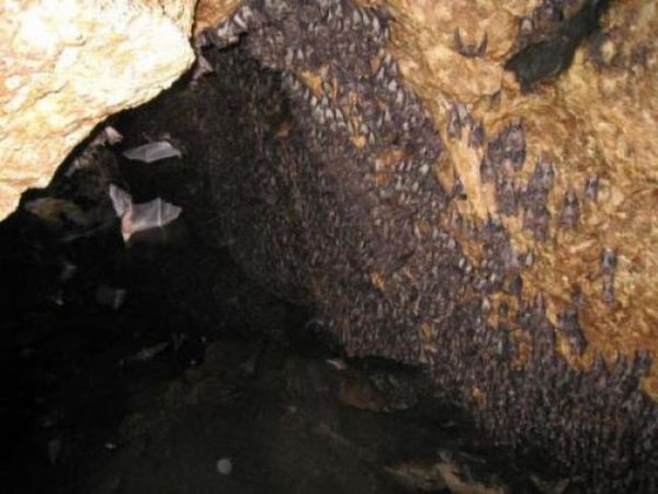 Пещера летучих мышей