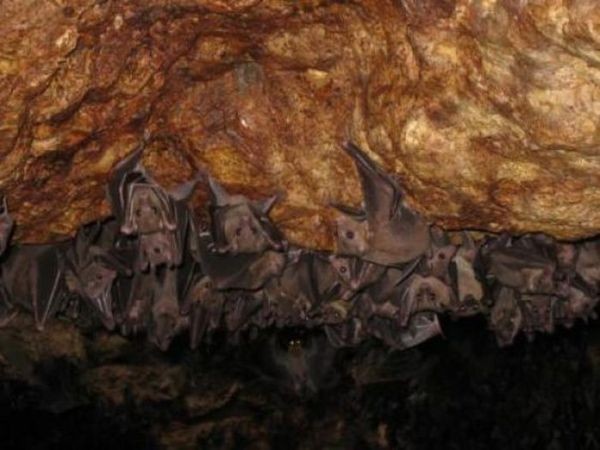 Пещера летучих мышей