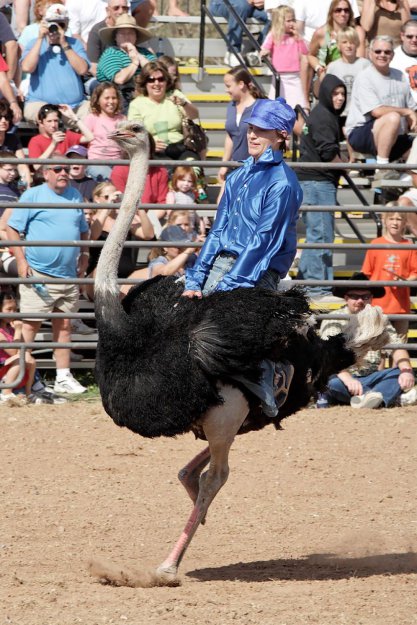 Фестиваль страусов в Аризоне