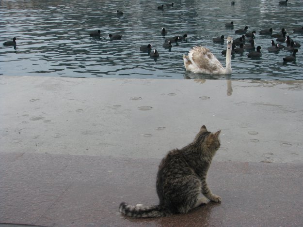 Коты с набережной Балаклавы