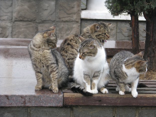 Коты с набережной Балаклавы
