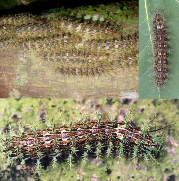 Lonomia Obliqua:     