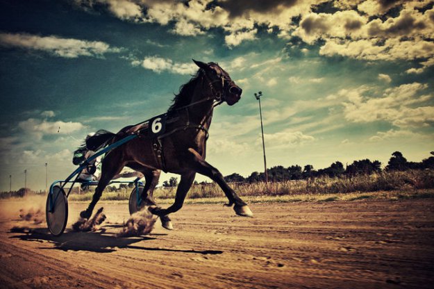 Лошадиные бега в фотографиях