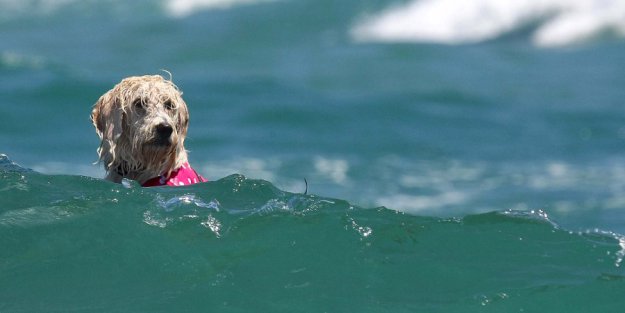 Ежегодное собачье соревнование по серфингу на пляже Юпитера