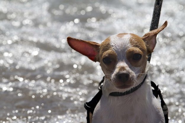 Ежегодное собачье соревнование по серфингу на пляже Юпитера