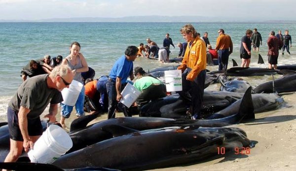 В Новой Зеландии 77 китов выбросились на берег. 40 спасли, 37 погибли.