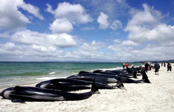 В Новой Зеландии 77 китов выбросились на берег. 40 спасли, 37 погибли.