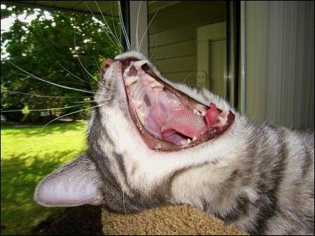 Кошки зевают