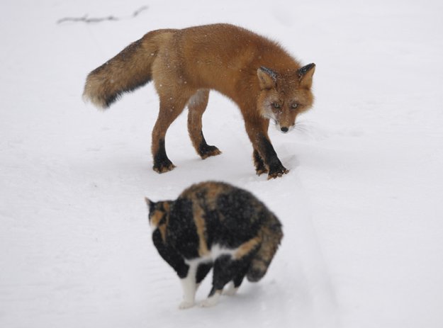 Охота на лисиц