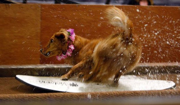 Водные конкурсы для собак