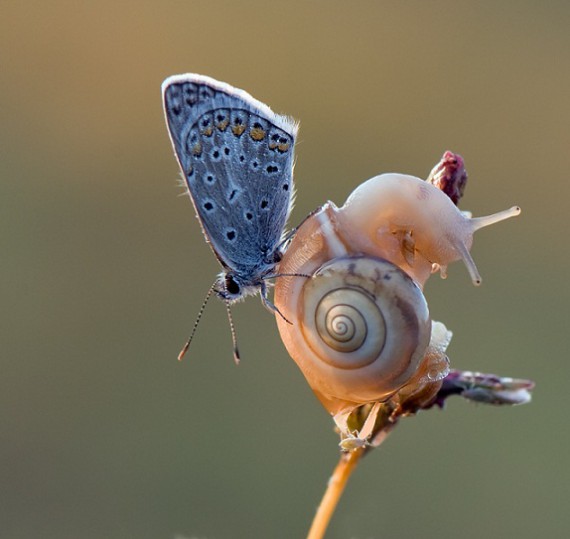 Летите бабочки, летите!