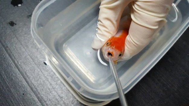 Австралийка потратила 500 долларов на операцию 12-доллоровой золотой рыбке