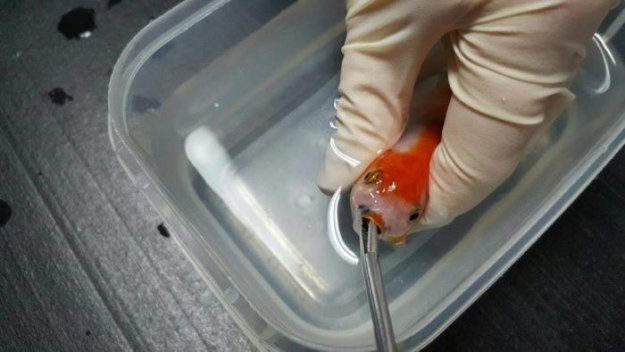Австралийка потратила 500 долларов на операцию 12-доллоровой золотой рыбке