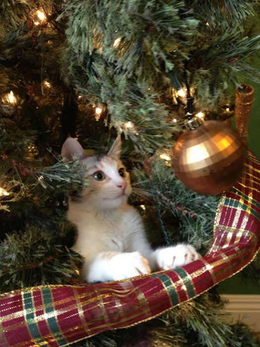 Коты на елках и под елками