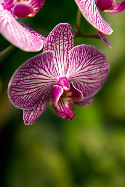 Орхидеи...