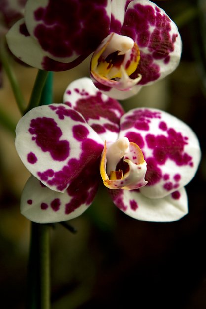 Орхидеи...
