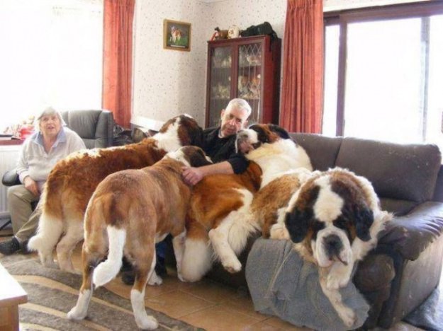 Собаки, которые не осознают, насколько они огромны