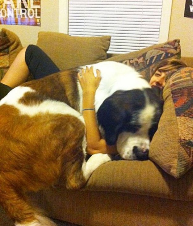 Собаки, которые не осознают, насколько они огромны