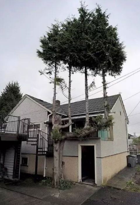 Деревья, растущие в необычных местах