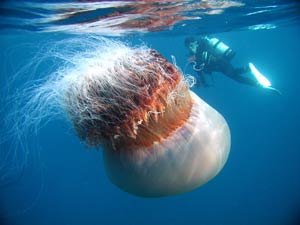 Медуза весом 200 кг