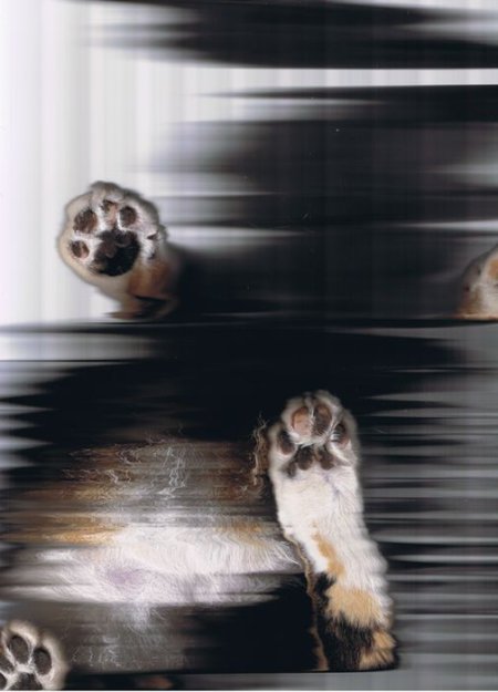 Кошки попавшие на сканер