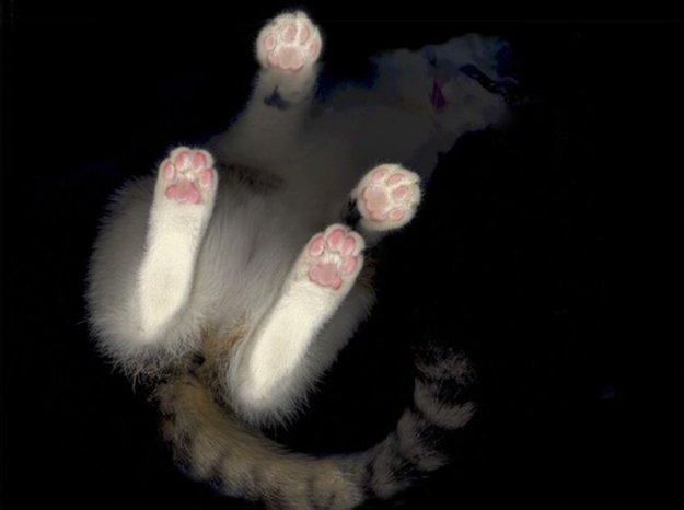 Кошки попавшие на сканер