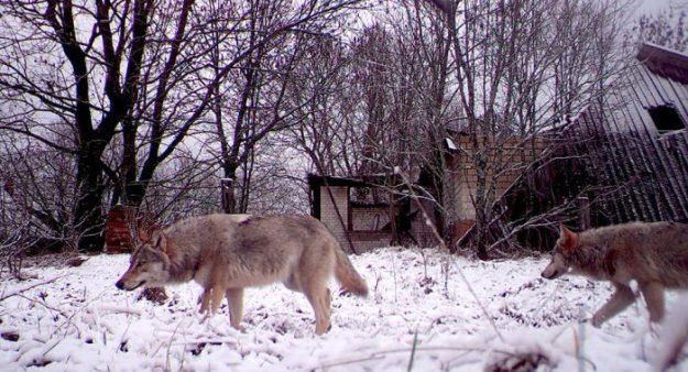 Животный мир зоны отчуждения Чернобыльской АЭС