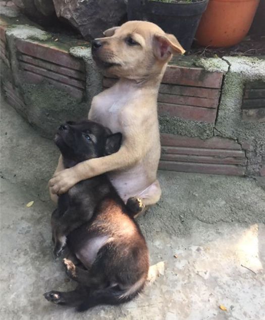 Милейшие щенки заботятся друг о друге