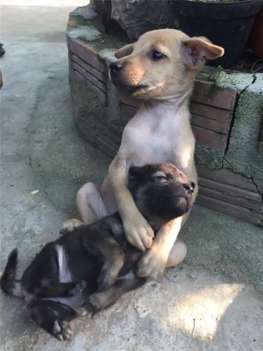 Милейшие щенки заботятся друг о друге
