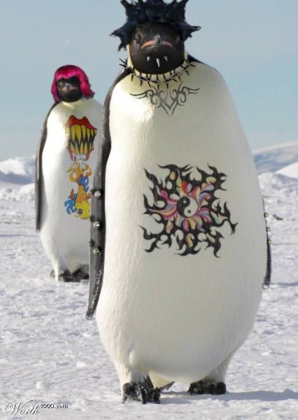 Пингвины 2