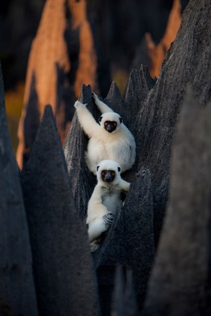 Каменный лес Мадагаскара