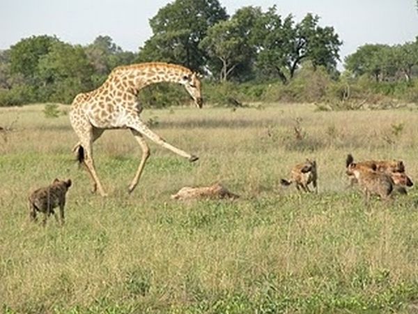 Не трогайте жирафа !!