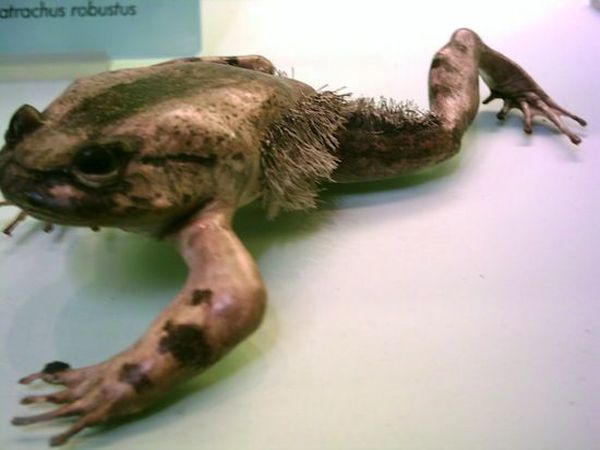 Волосатая лягушка с когтями