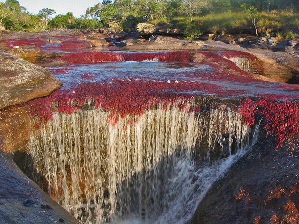 Каньо Кристалес – цветная река