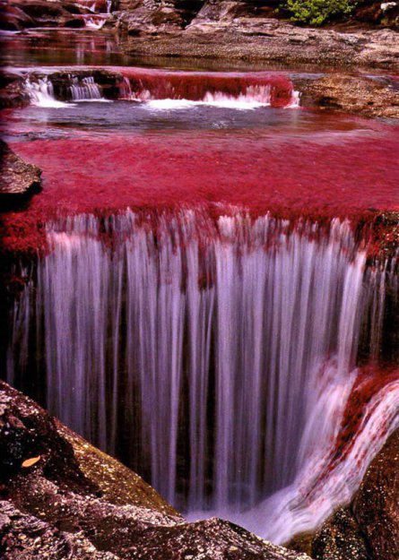 Каньо Кристалес – цветная река