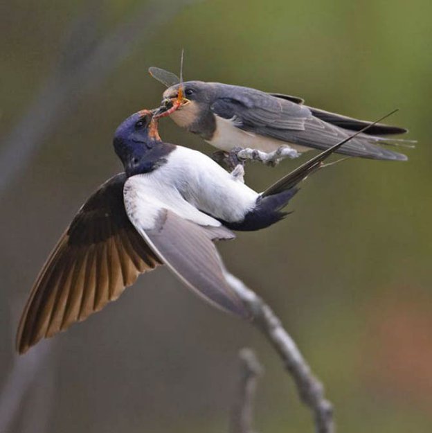 Волшебные моменты из жизни птиц