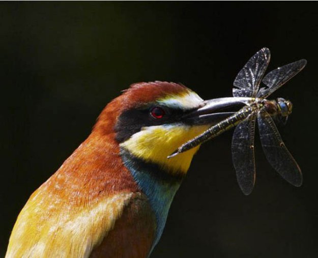 Волшебные моменты из жизни птиц
