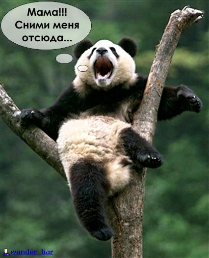 Вроде это панда орёт :)