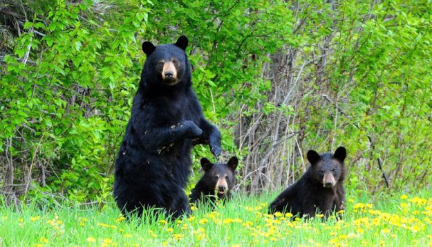 Очеловеченый быт семейства черных медведей