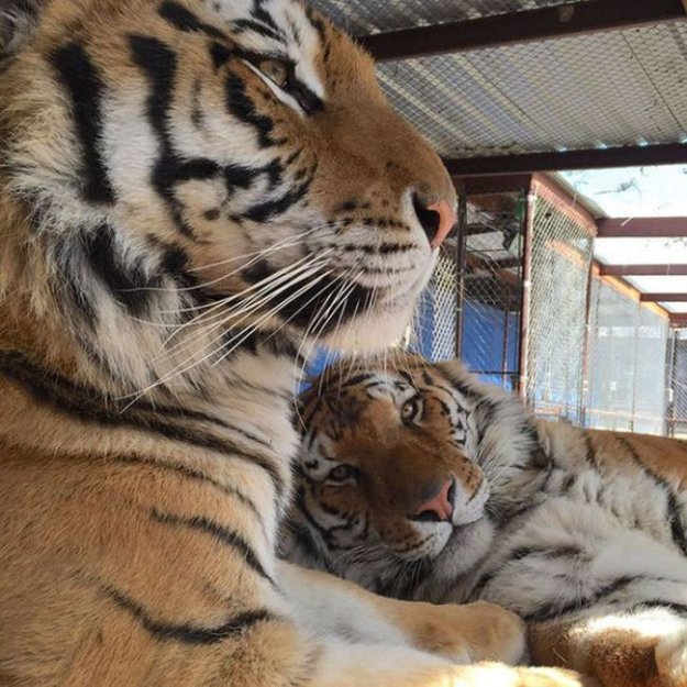 Чудесное преображение молодой тигрицы