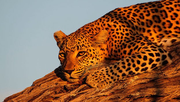 Леопард из Ботсваны