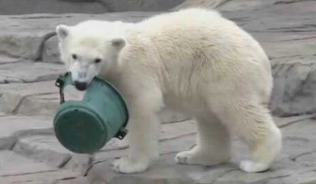 Белый медведь нашел себе игрушку