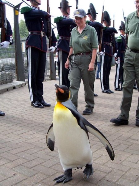 Церемония награждения пингвина!