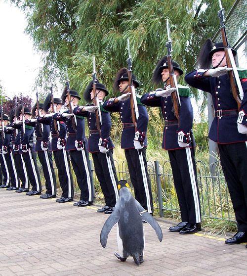 Церемония награждения пингвина!