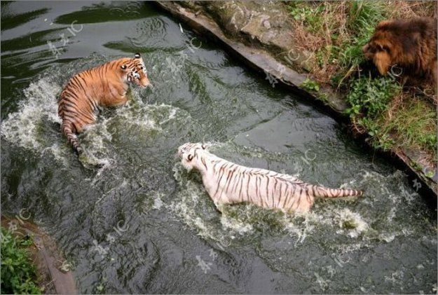 Жара и тигры