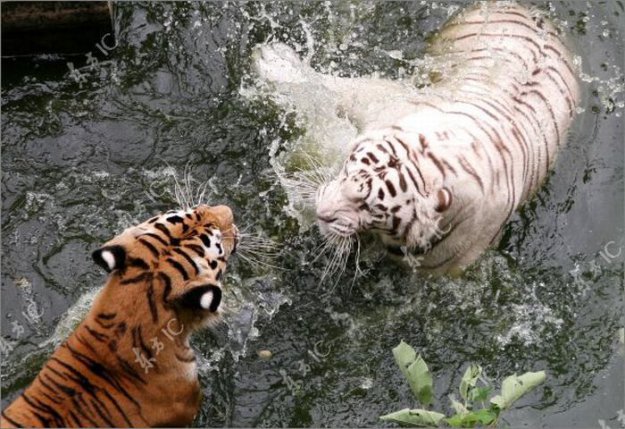 Жара и тигры