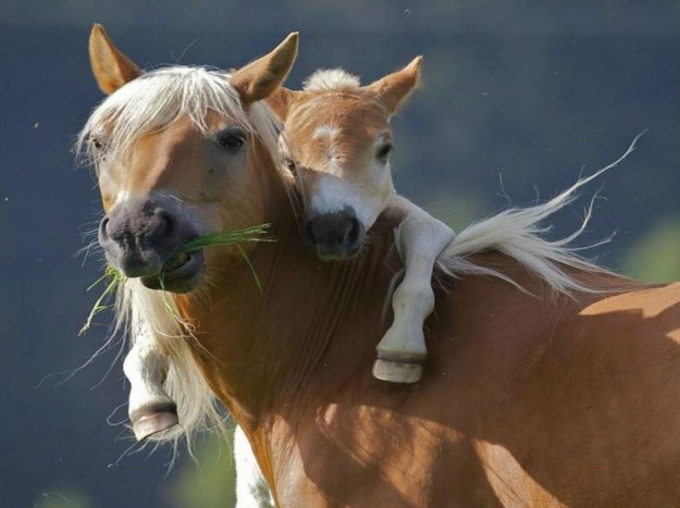 Материнская любовь животных