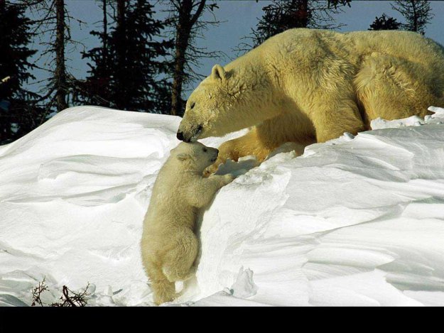 Материнская любовь животных