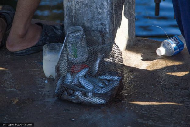 Нехитрое вьетнамское приспособление для рыбной ловли из пластиковой бутылки